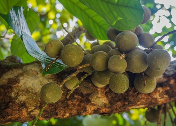 Kandungan Buah Duku