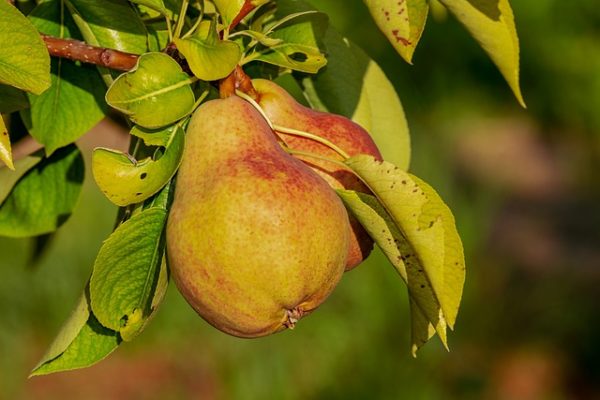 Fakta Buah Pir