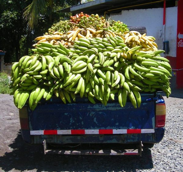 Olahan Pisang Nangka