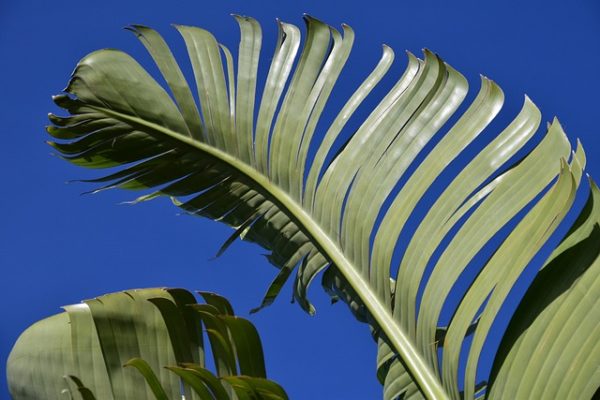 Kandungan Daun Pisang