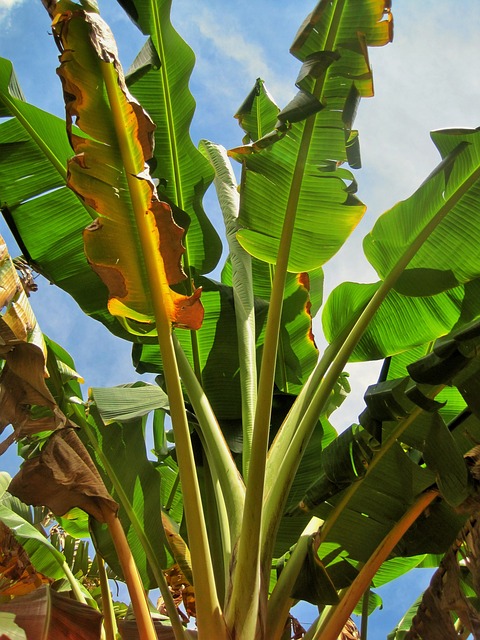 Fakta Pohon Pisang