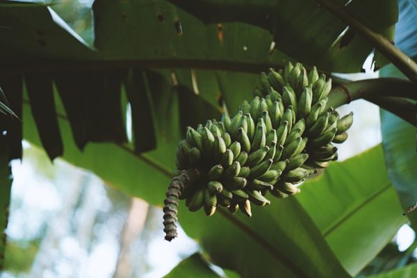 Manfaat Pisang Mentah