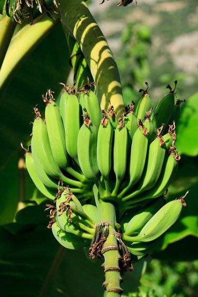 Kandungan Pisang Nangka