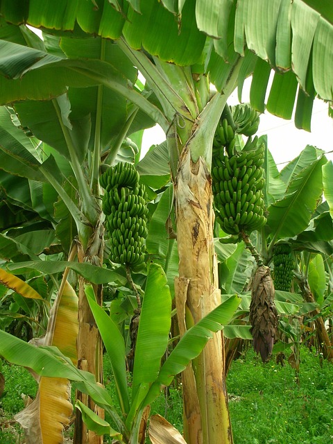 Mitos Pohon Pisang