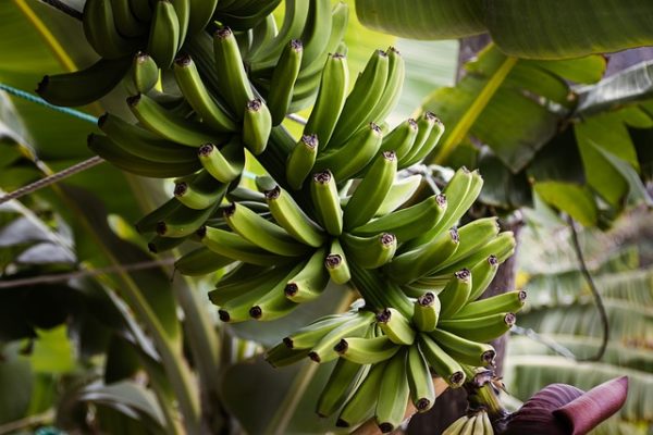 Manfaat Pisang Nangka