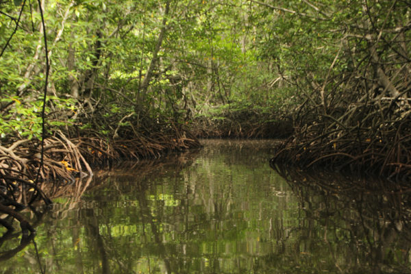 Manfaat Dari Hutan Bakau