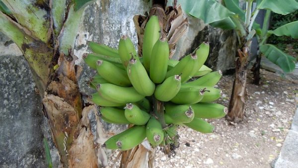 Kandungan Pisang Mentah