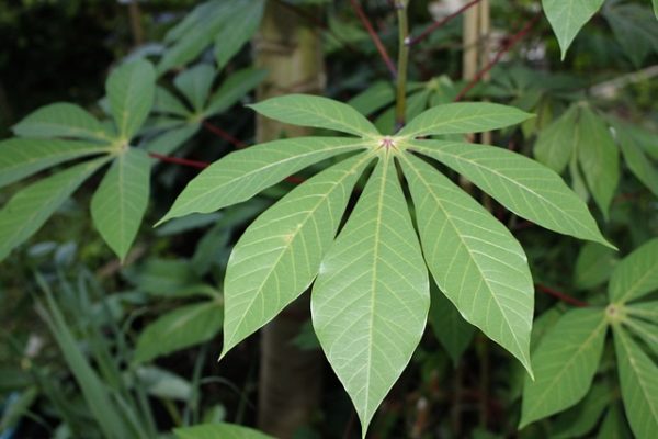 Kandungan Daun Singkong