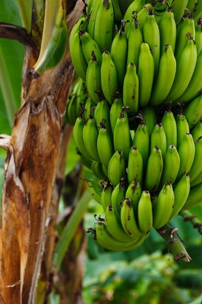 Mitos Pisang Nangka