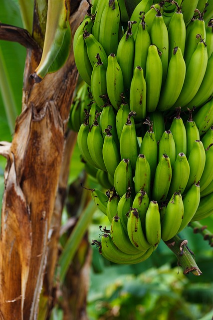 Mitos Pisang Nangka