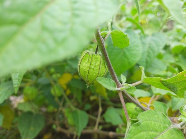 Mitos Buah Ciplukan