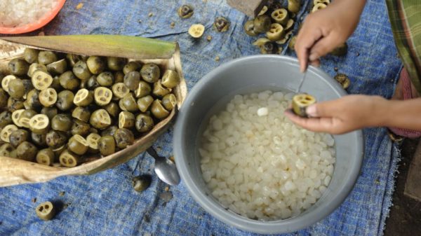 Fakta Kolang-Kaling