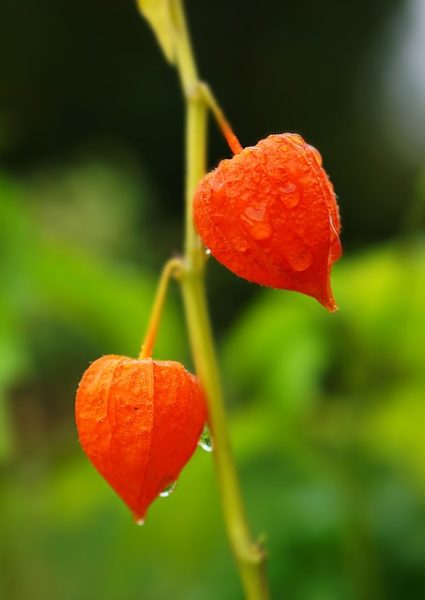 Kandungan Buah Ciplukan