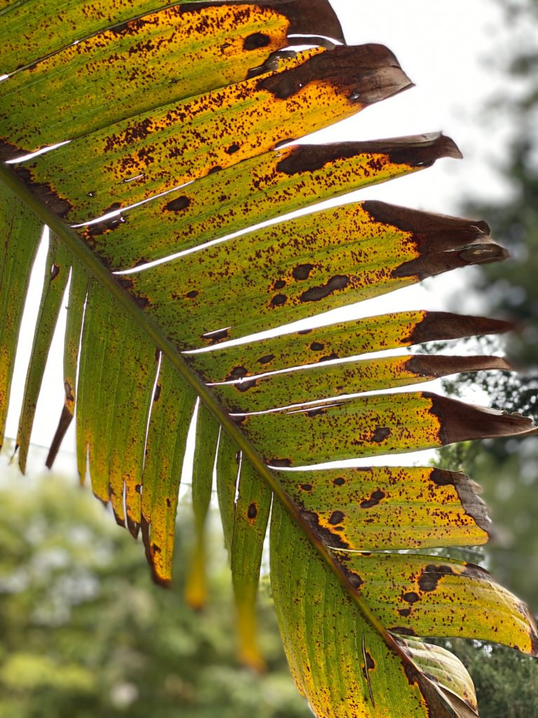 Fakta Daun Pisang Kering