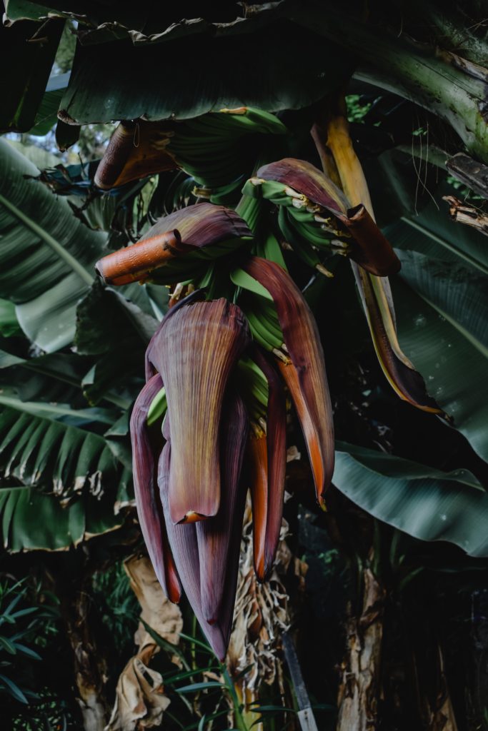 Manfaat Jantung Pisang