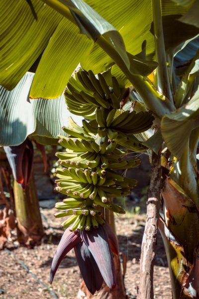 Sifat Pelepah Pisang