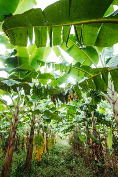 Fakta Pelepah Pisang