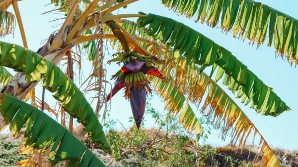 Fakta Jantung Pisang