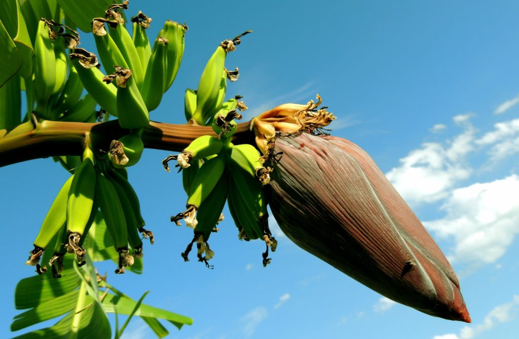 Manfaat Jantung Pisang