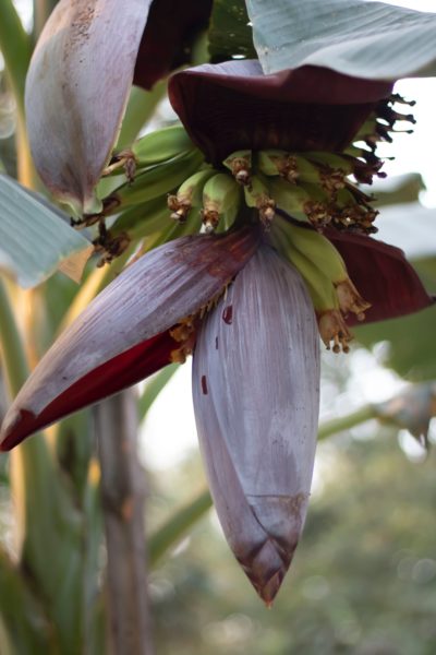 Manfaat Mengonsumsi Jantung Pisang