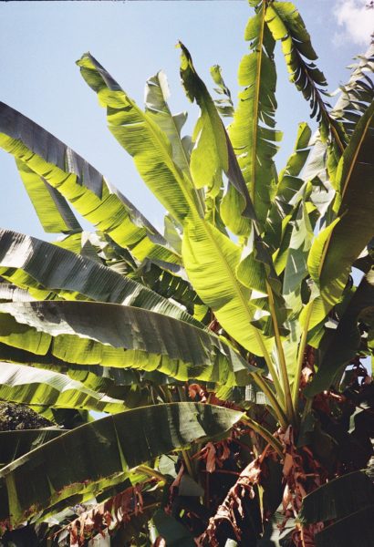 Mitos Pelepah Pisang