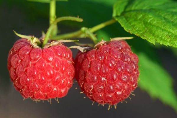 Fakta Buah Raspberry