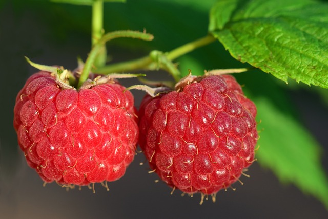 Fakta Buah Raspberry