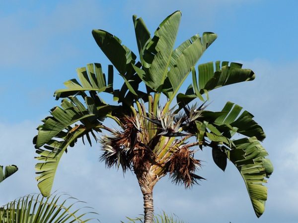 Manfaat Pohon Pisang