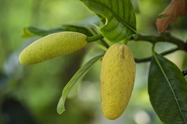 Kandungan Nangka Muda