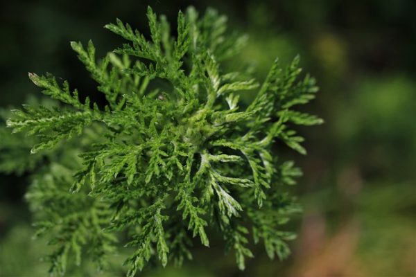 Mitos Mugwort