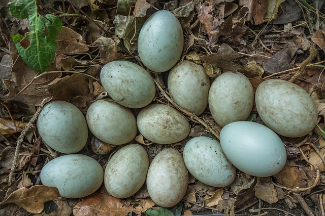 Kandungan Telur Asin