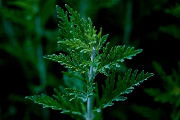 Manfaat Mugwort