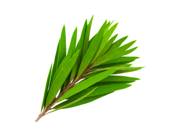 Manfaat Tea Tree