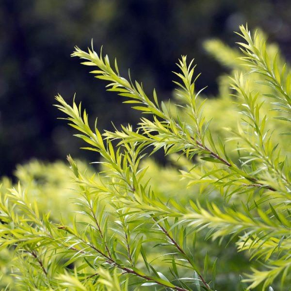 Kandungan Tea Tree